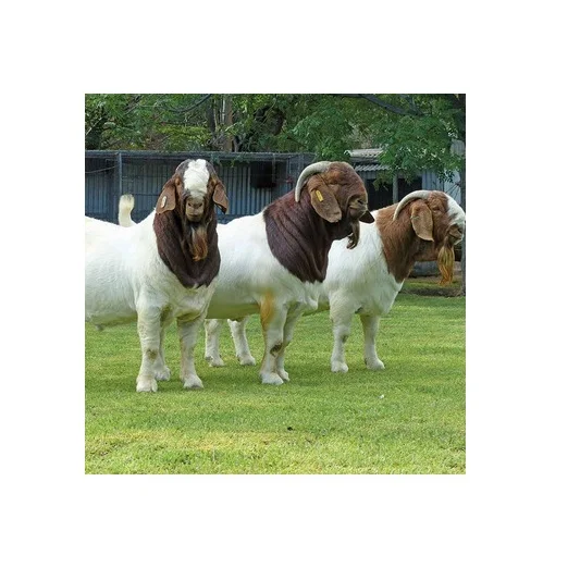 Boer Goats / Saanen Goats / Anglonubian Goats Buy Live Saanen & Boer
