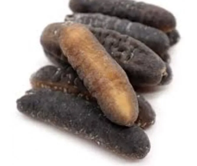 Sea Cucumber-666x563.jpg
