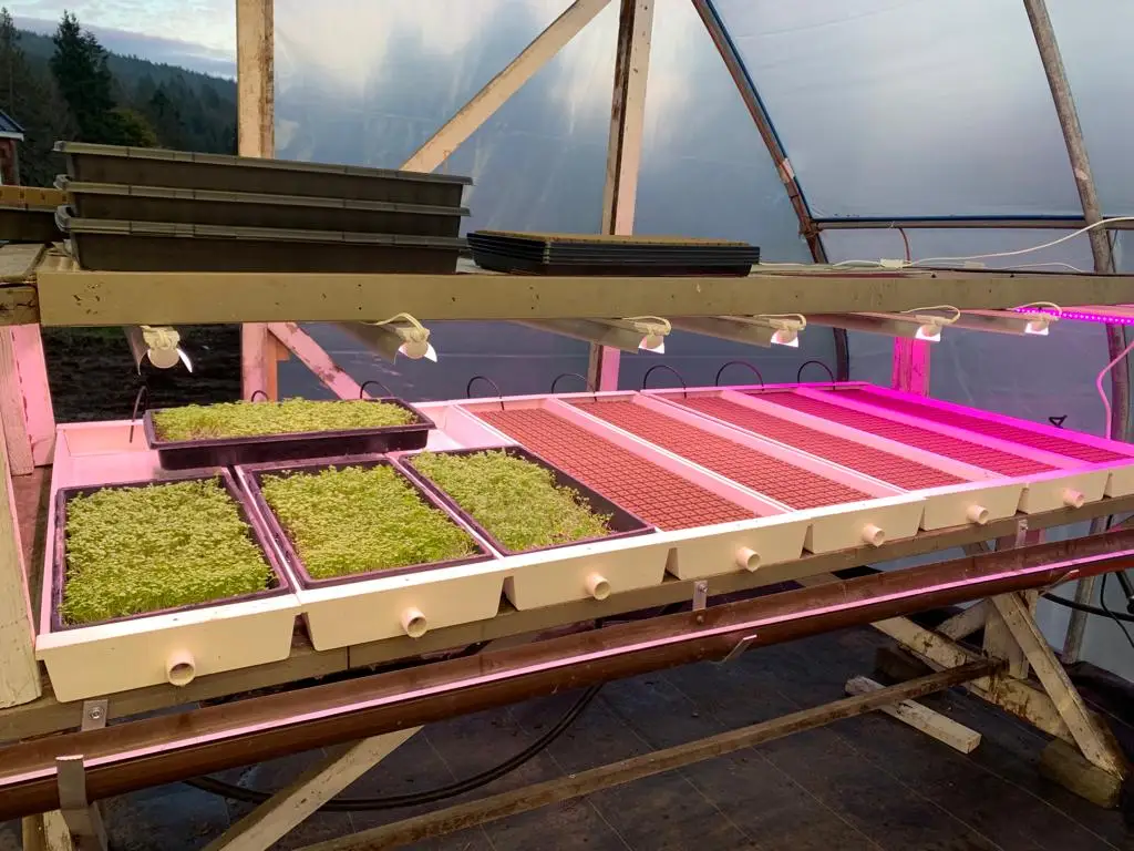 animal fodder system
