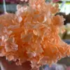 Arancione