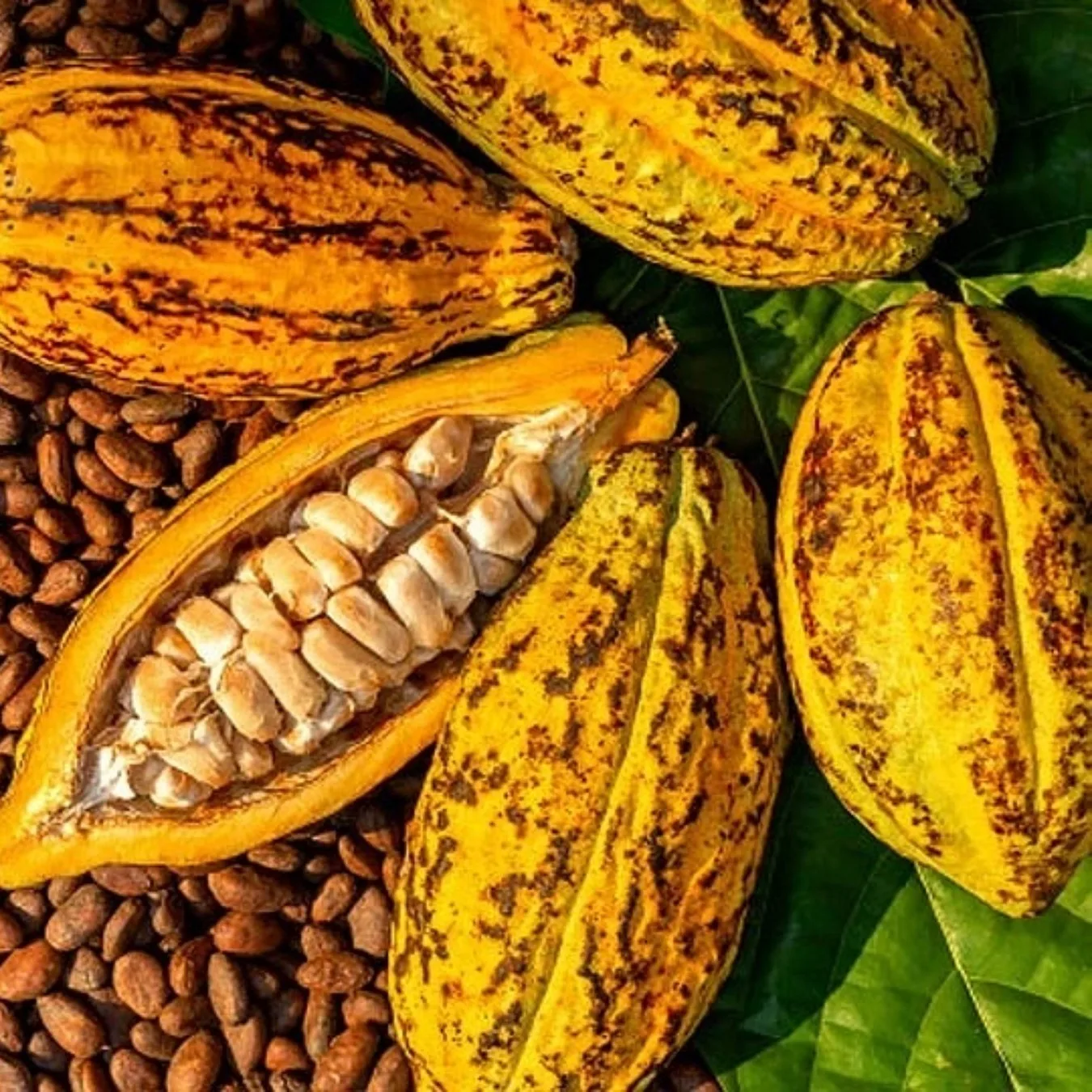 olu-cocoa55.jpg