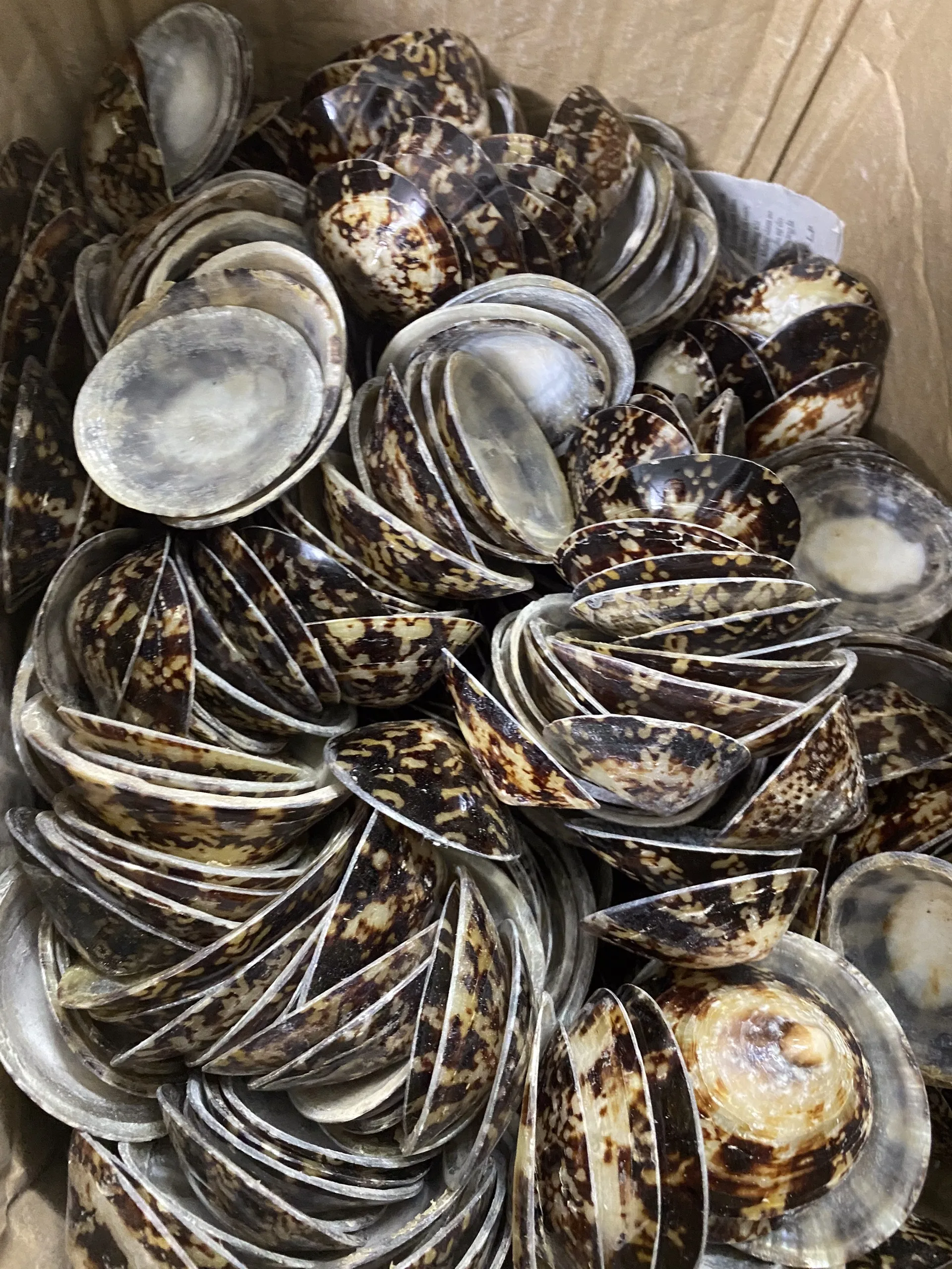 Vietnam Craft Blue Lotus Seashell Limpet Shell 2024 Good Price Home ...