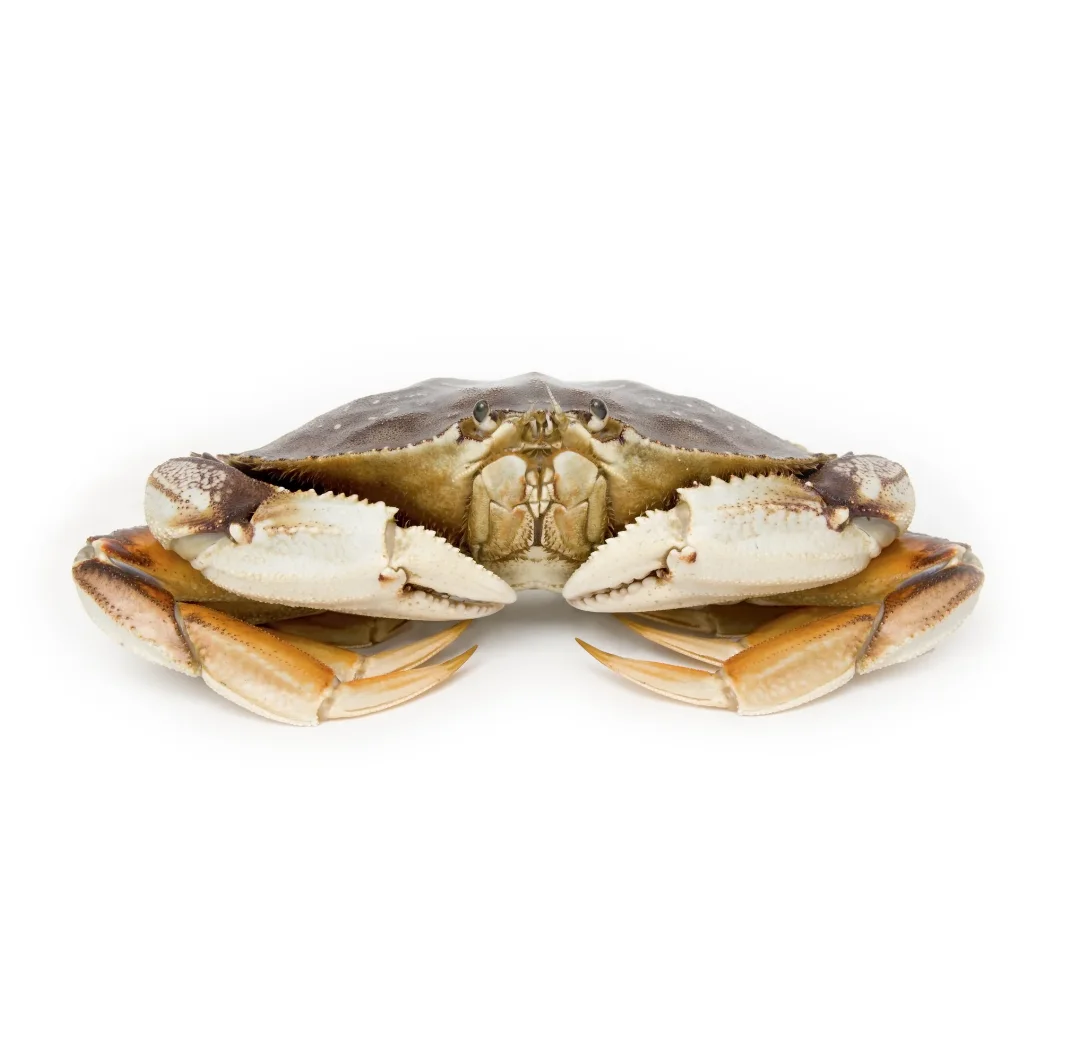 Best Quality Fresh / Live Dungeness Crab (seafood) Fresh Stock Bulk