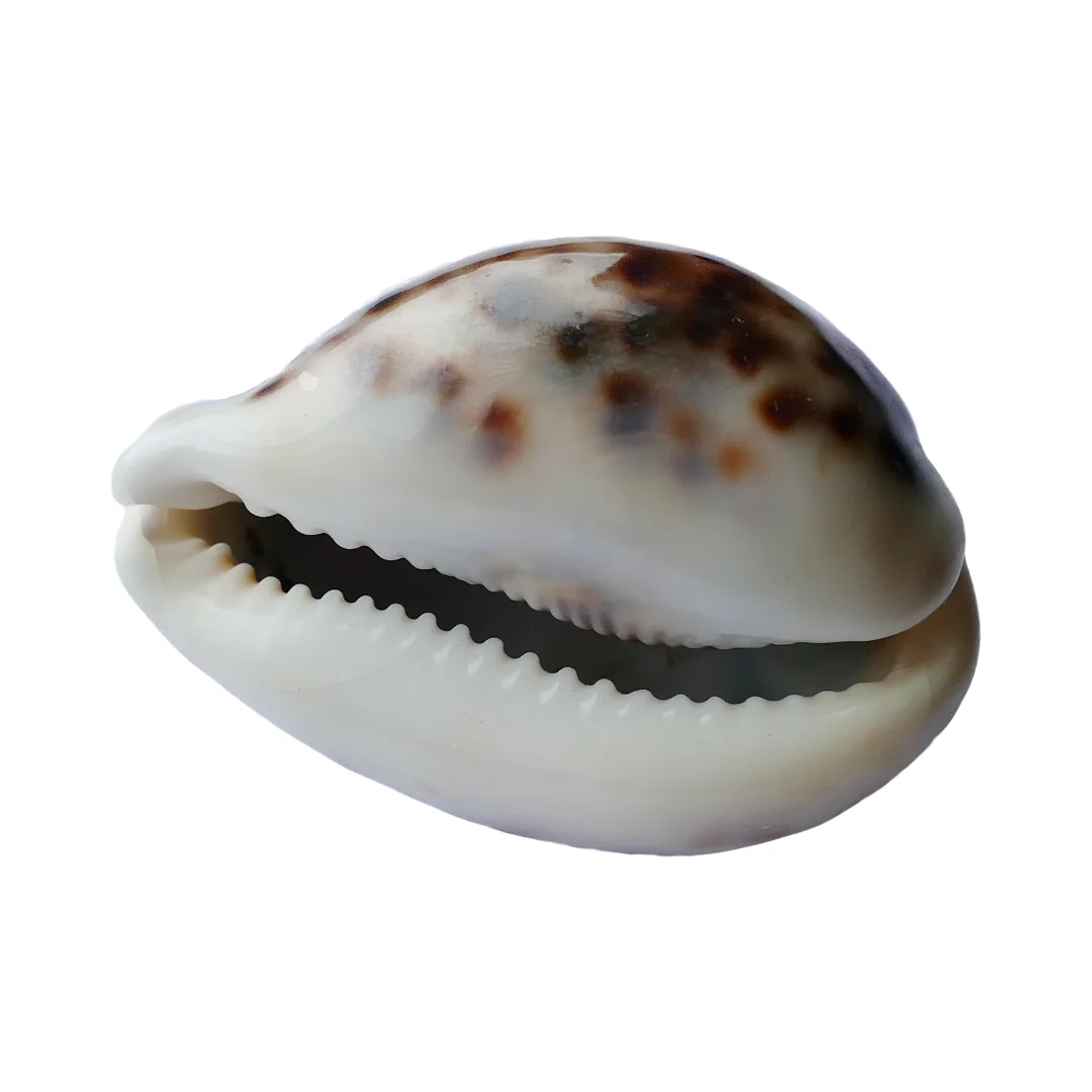Hermit Crab Shells, Seashell in Various Sizes-Great for Shell Swapping and Creative Crafting/ Ms. Lima