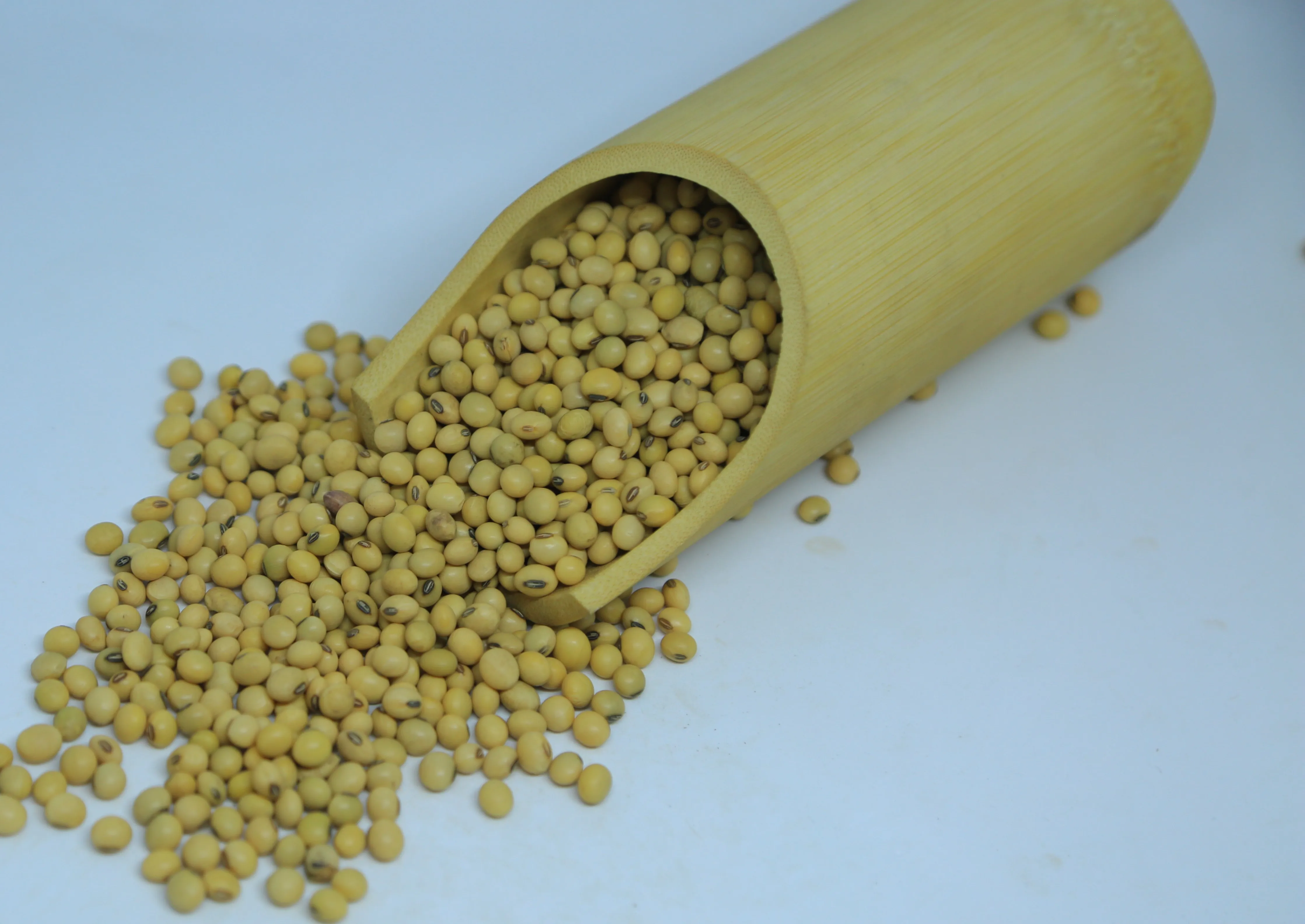 2024 Harvest Ethiopian Soya Beans - 14% Max Moisture,Grade 1 Quality ...