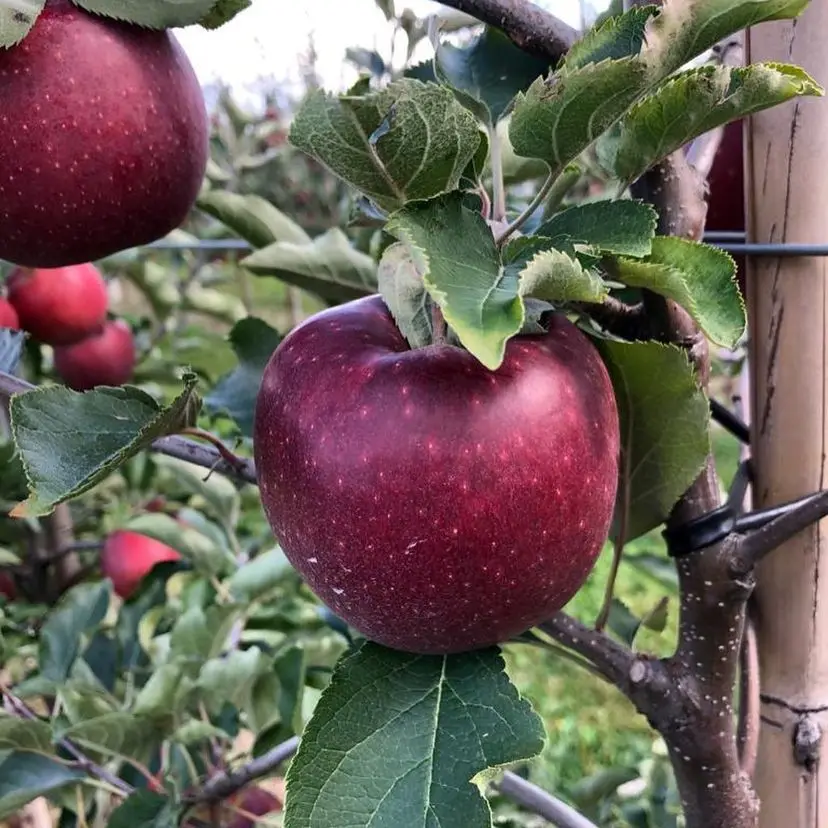 Fresh Red Apples / Green Apples / Premium Quality Fresh Delicious Buy Fresh Apple For