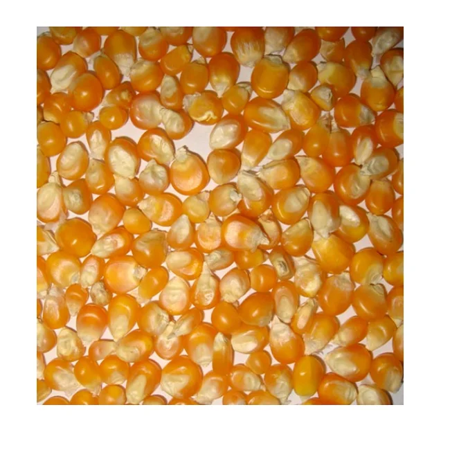 Premium Quality Non-GMO Yellow Maize High Protein Content Direct From Factory for Human Consumption Animal Feed Dried White Corn
