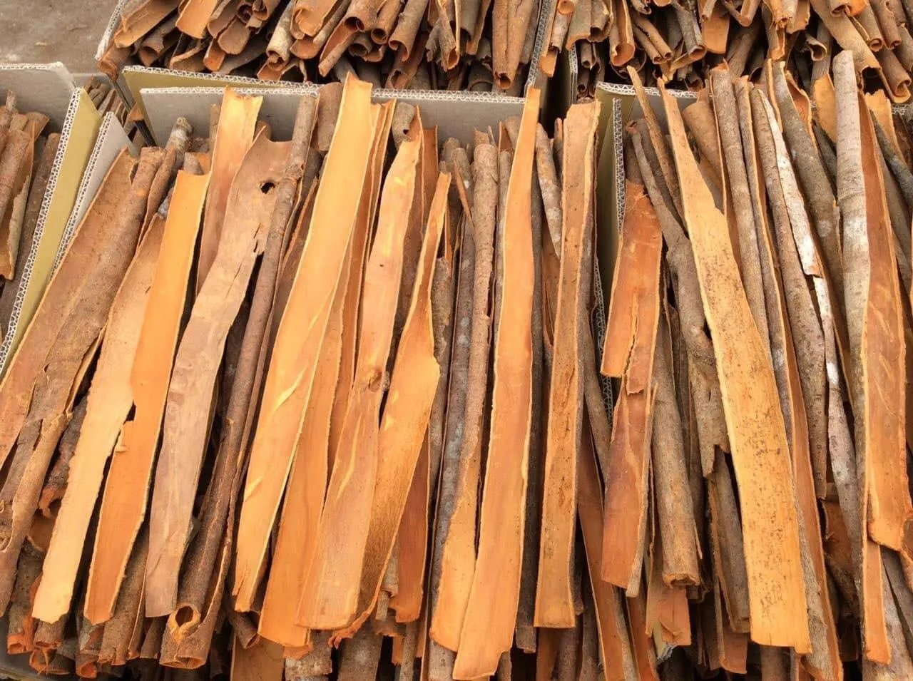 BEST PRICE SPLIT CINNAMON Made in Vietnam with High Quality // Good Quality From Vietnam // Ms. Beatrix