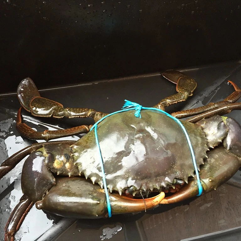 Live Mud Crab (male/female) Mud Crab -scylla Serrata - Buy Living Mud ...