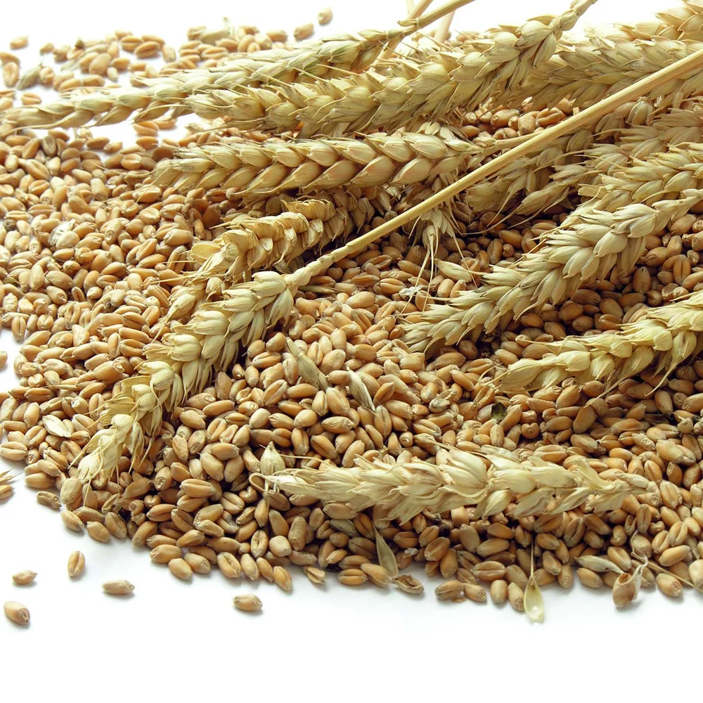 Soft And Hard Wheat Grains / Premium Quality Soft Milling Wheat Buy