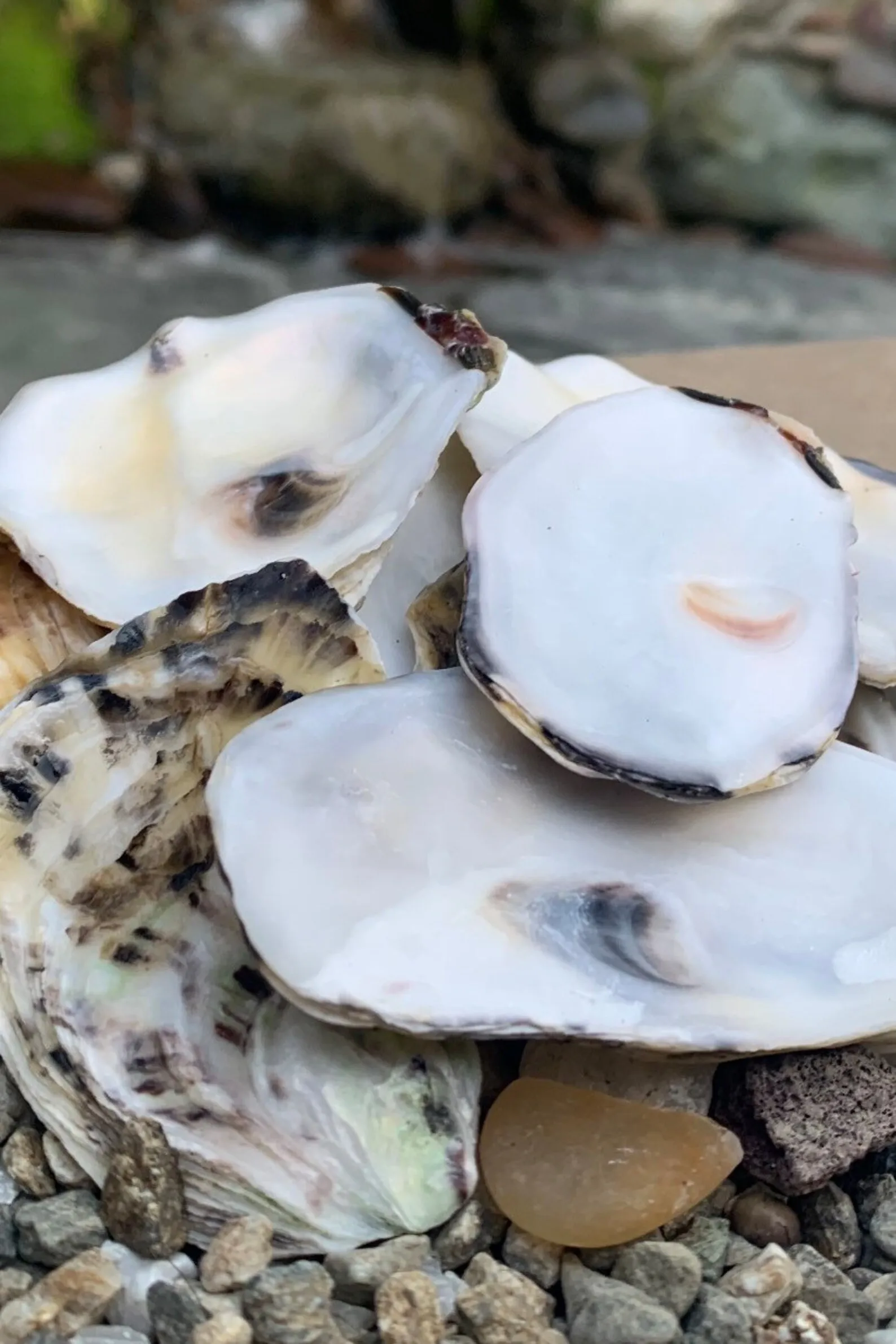 True Oyster Shell Large Quantity Unpolished Natural Oyster Shells for Home Decor