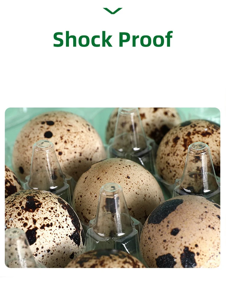 Disposable Quail Egg Trays 6/12/24/30 Cells Clear Pet Plastic Eggs