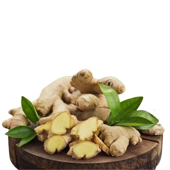 Fresh Fat Thin Ginger High Quality Competitive Price In Vietnam - Buy ...