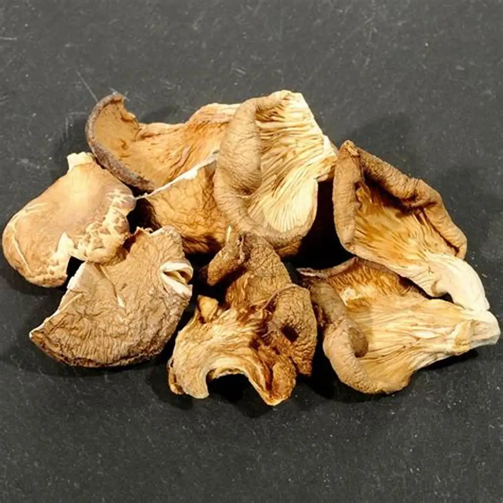 Wholesale Dried Oyster Mushroom With Competitive Price From Vietnam