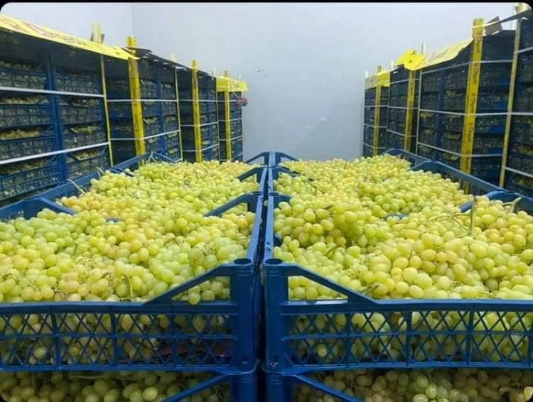 White Seedless Grapes From South African - Buy Grapes Fruits Fresh ...