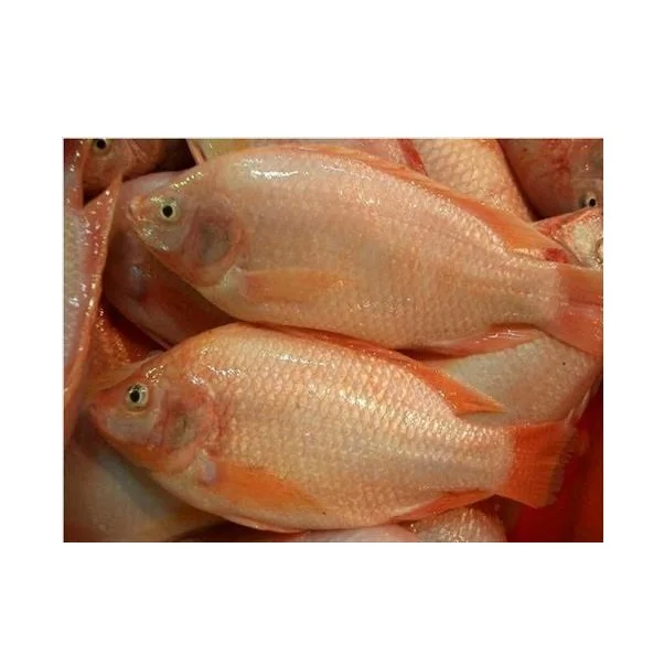 Frozen Fish Fillets Tilapia Bulk Tilapia Fillet For Tilapia Fillet