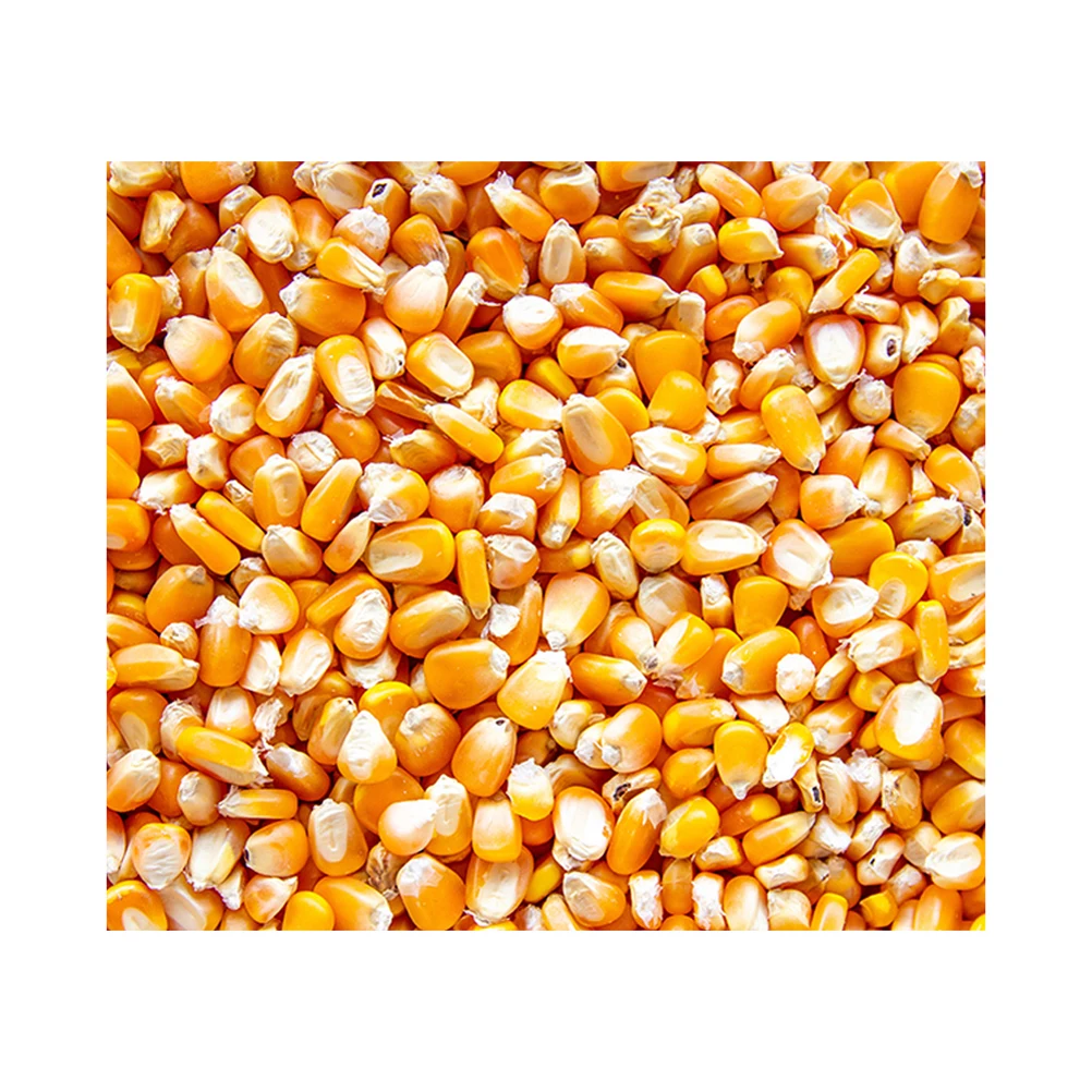 2024 Dried Yellow Corn / Dried Yellow Maize / Yellow And White Corn For ...