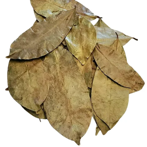 DRIED SOURSOP LEAVES / DRY SOURSOP LEAF FROM VIETNAM WITH CHEAP PRICE