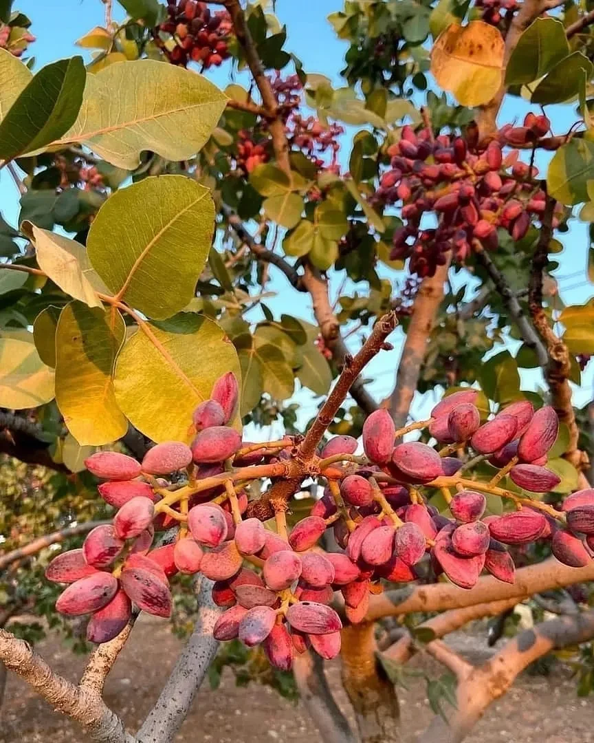 Pistachio Nuts With And Without Shell Available For Bulk Orders Buy