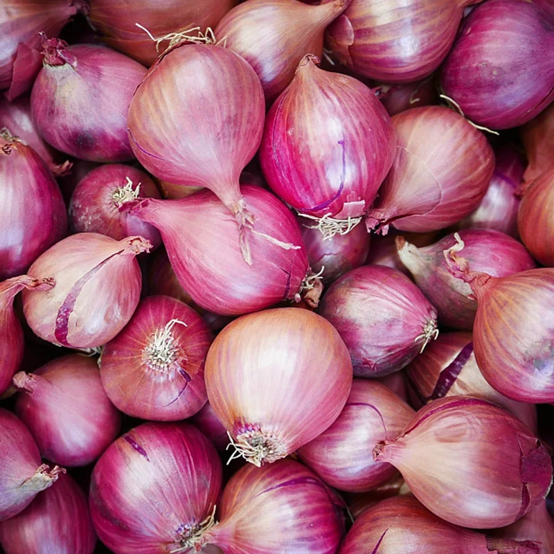 Fresh Onions / Red Onions / Yellow Onions Available Buy Fresh Onions