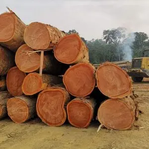 Lauan Logs for Export to Europe  Philippine Mahogany Logs for Export to Europe  Lauan Logs for Export to Asia