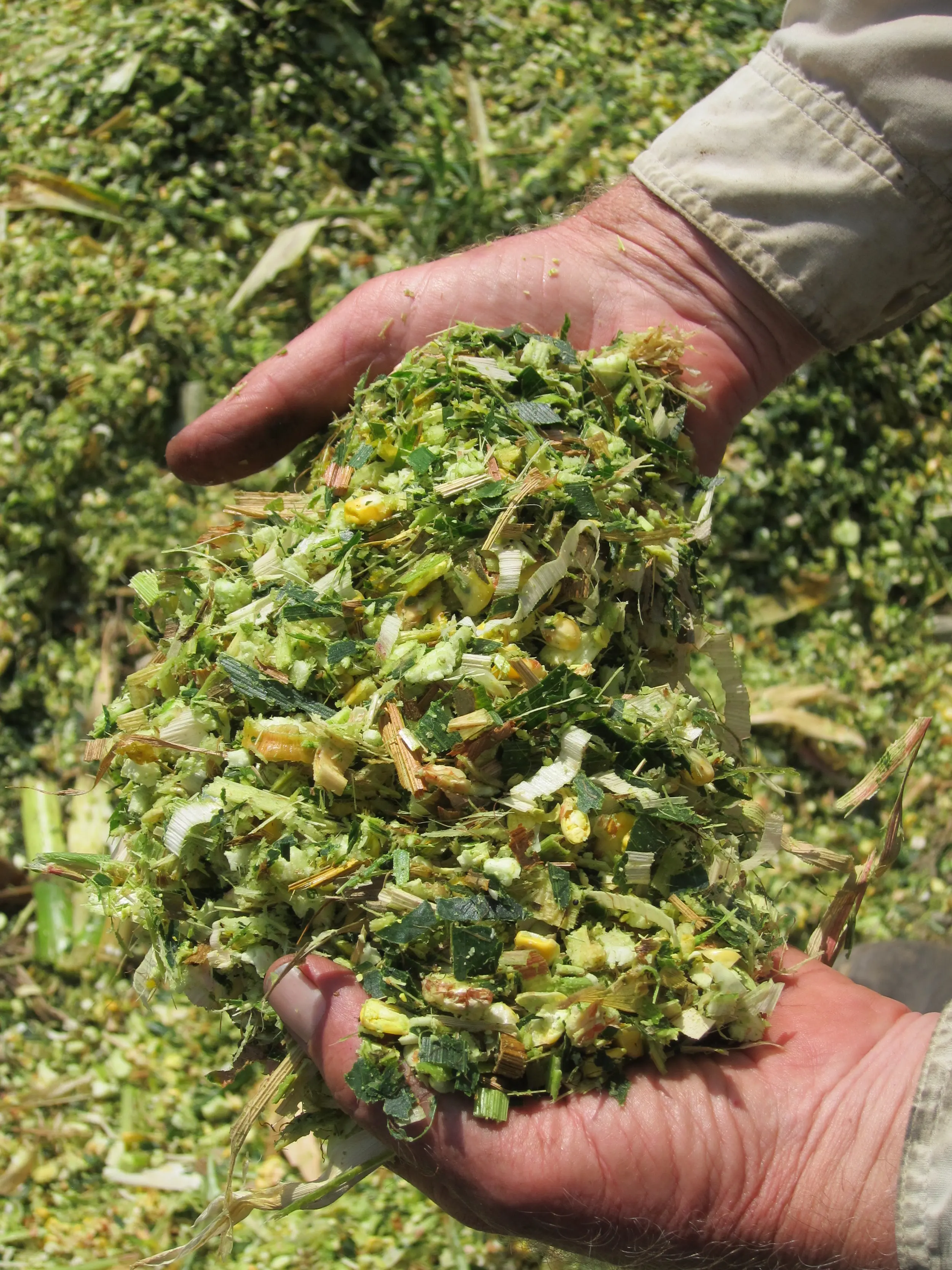 Corn Silage For Sale Corn Silage From Turkey Vietnam Corn Silage Buy