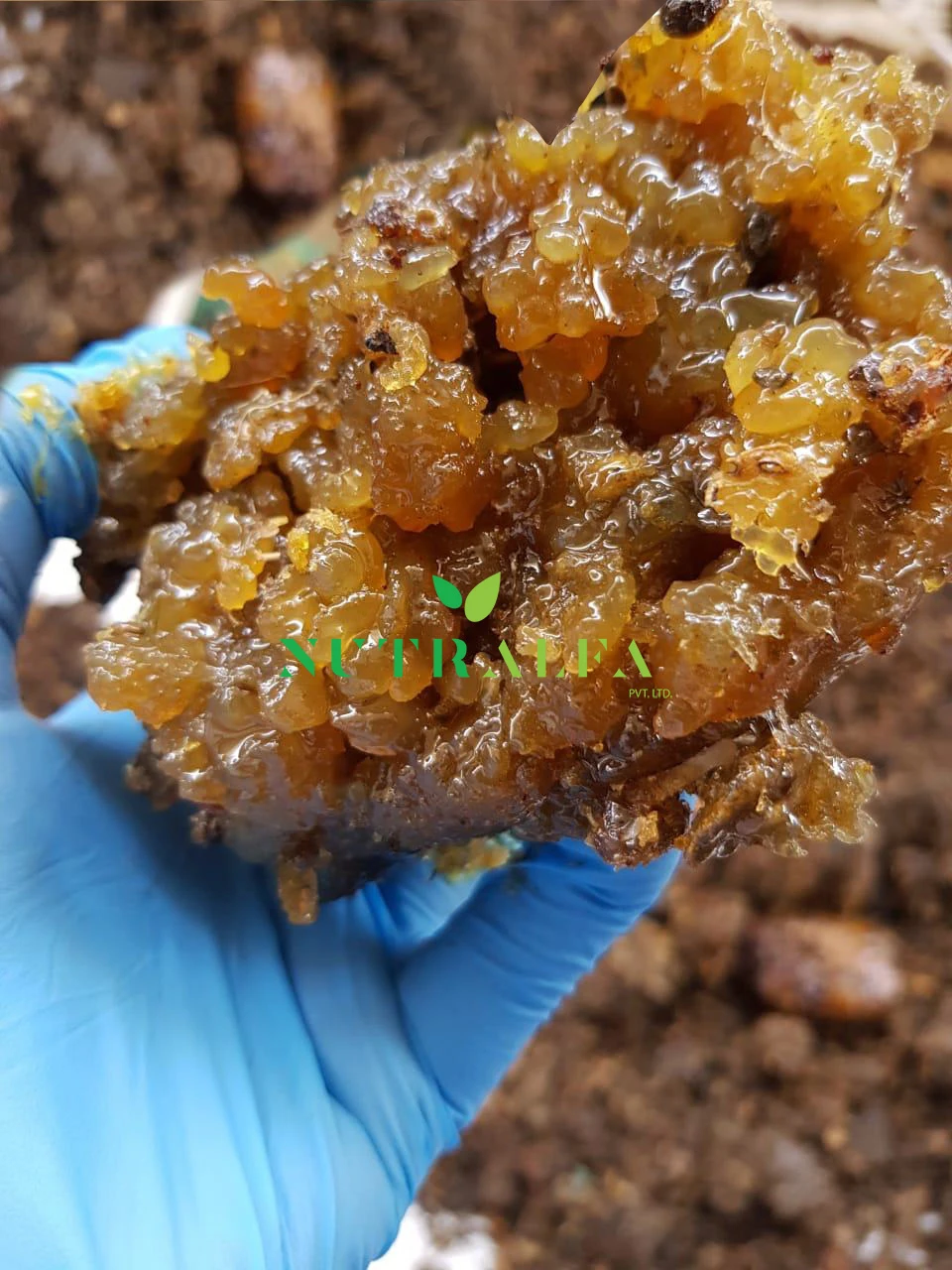 Nutralfa Best Quality Gum Guggul Pure Resin For Extract Buy Gum