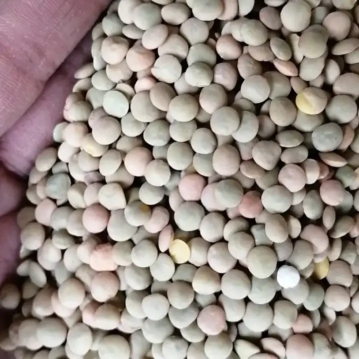 Thai Red Lentils/red Whole Lentils/red Split Lentils Buy Chana Dal