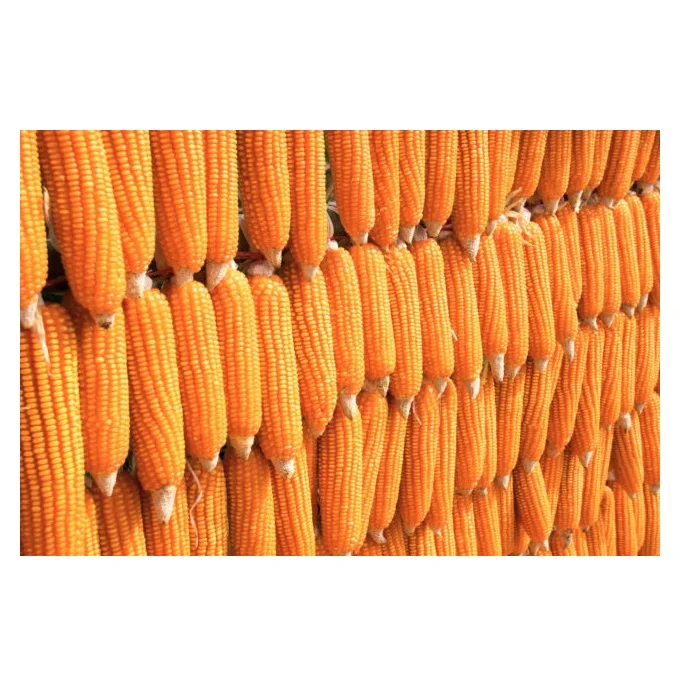 Yellow corn Maize - Wholesale Canadian Sweet Yellow Corn For Animal Feed