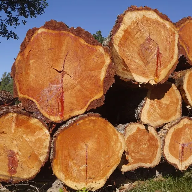 Siberian Larch Logs for Timber Framing  Larch Logs for Structural Use  Siberian Larch Logs for Custom Orders