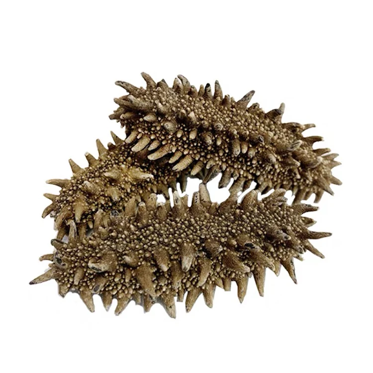 High Quality Dried Sea Cucumber Sizes For Beauty Treatment Dry Sea