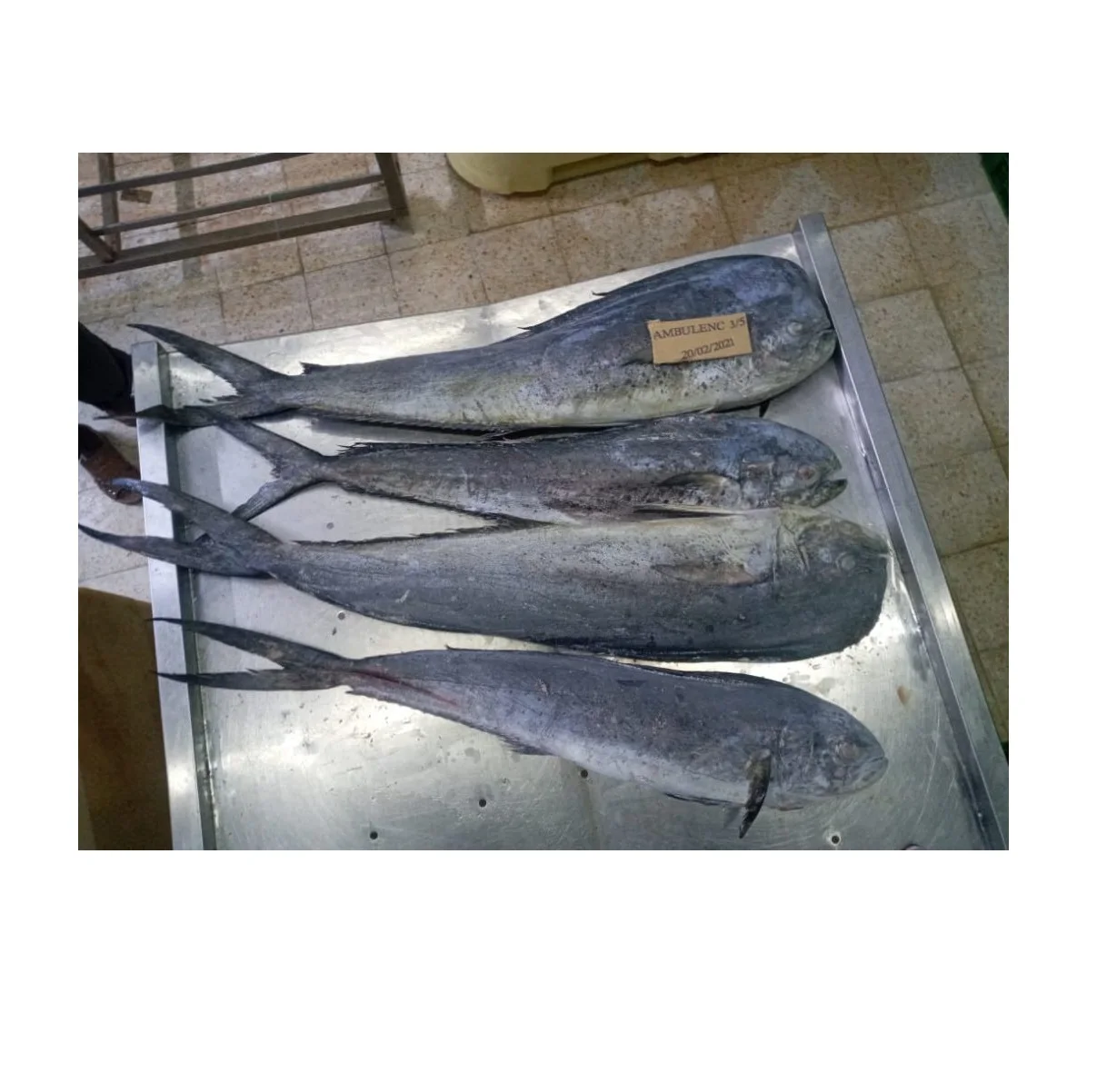 Frozen Whole Mahi-Mahi Fish Size 1000gr up High Quality Best