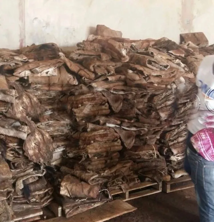 Wholesale High Quality Wet Salted Cow Hide For Sale/best Grade Wet Cow