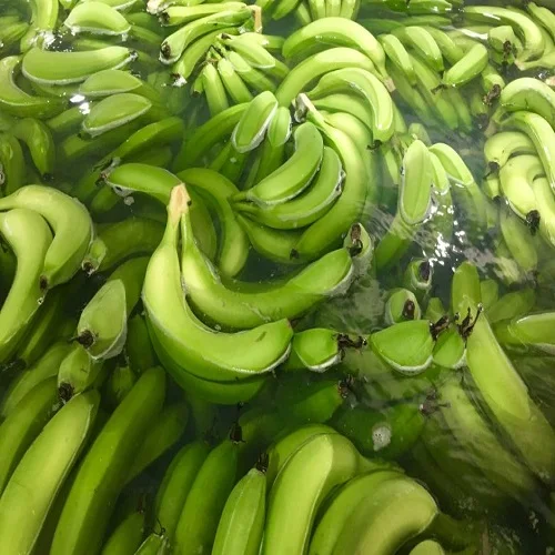 Forever Green Cavendish Fresh Banana Tropical & Sub-Tropical Fruit 100%