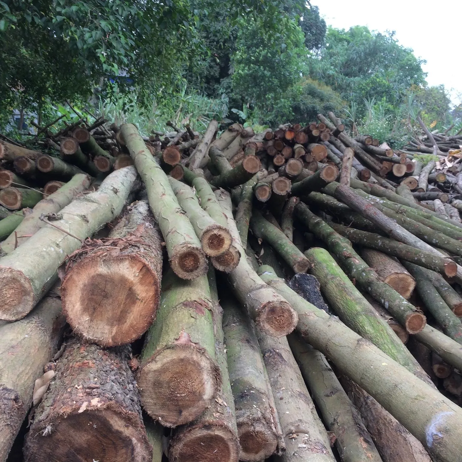 Hot Sale Wholesale Acacia Wood Sawn Timber Best Price Acacia Wood Logs Wood Plank Export