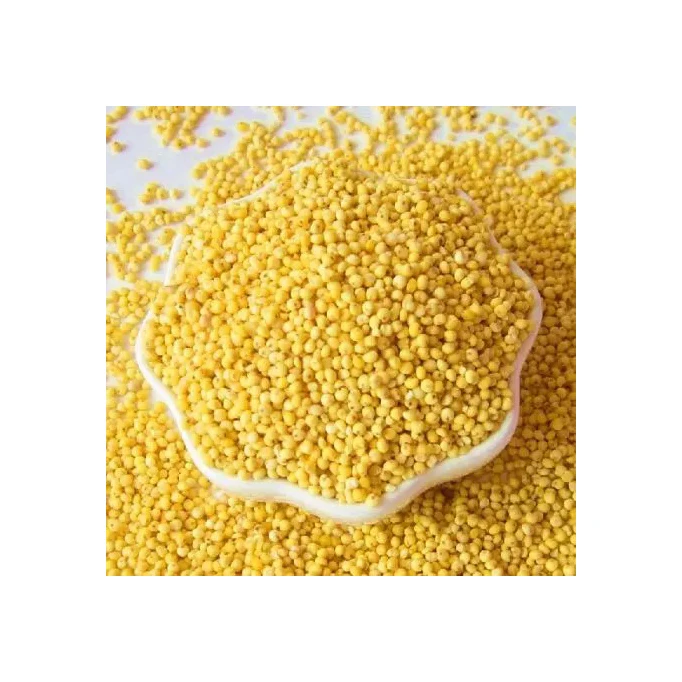 Yellow Millet Glutinous Millet For Bird Feed Buy Yellow Millet For