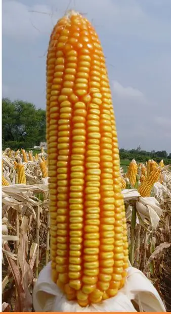 Non-GMO Non-Glutinous Yellow Maize Whole in Bulk Grade 2 Corn for Human Consumption Export Suppliers on Sale