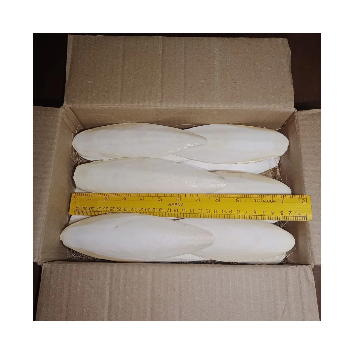 Top Quality Dried Cuttlefish Bone From Vietnam,100 Sun Dried
