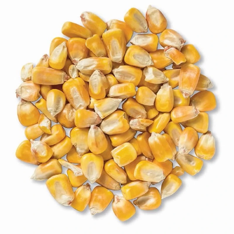 Fast Shipping Grade 2 Yellow Corn Maize for Human and Animal Feed Grade Consumption Top Selling Which Shelf Life 2 Years