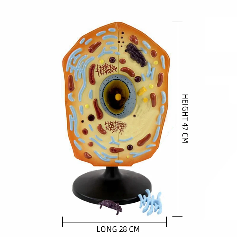product teaching resources medical science animal cell model-4