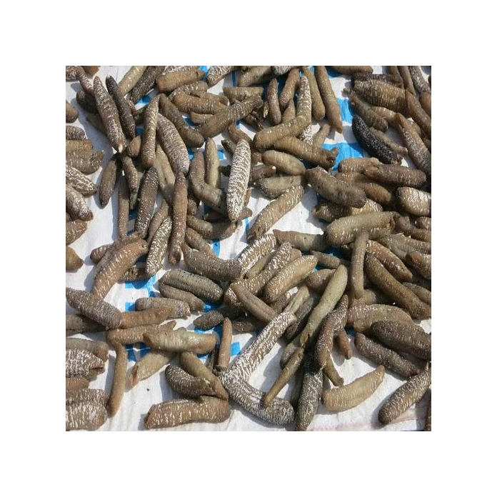 Bulk Dried Sea Cucumber/ Sea Cucumber For Sale Buy Dried Sea Cucumber