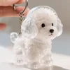 Big-Eared Dog