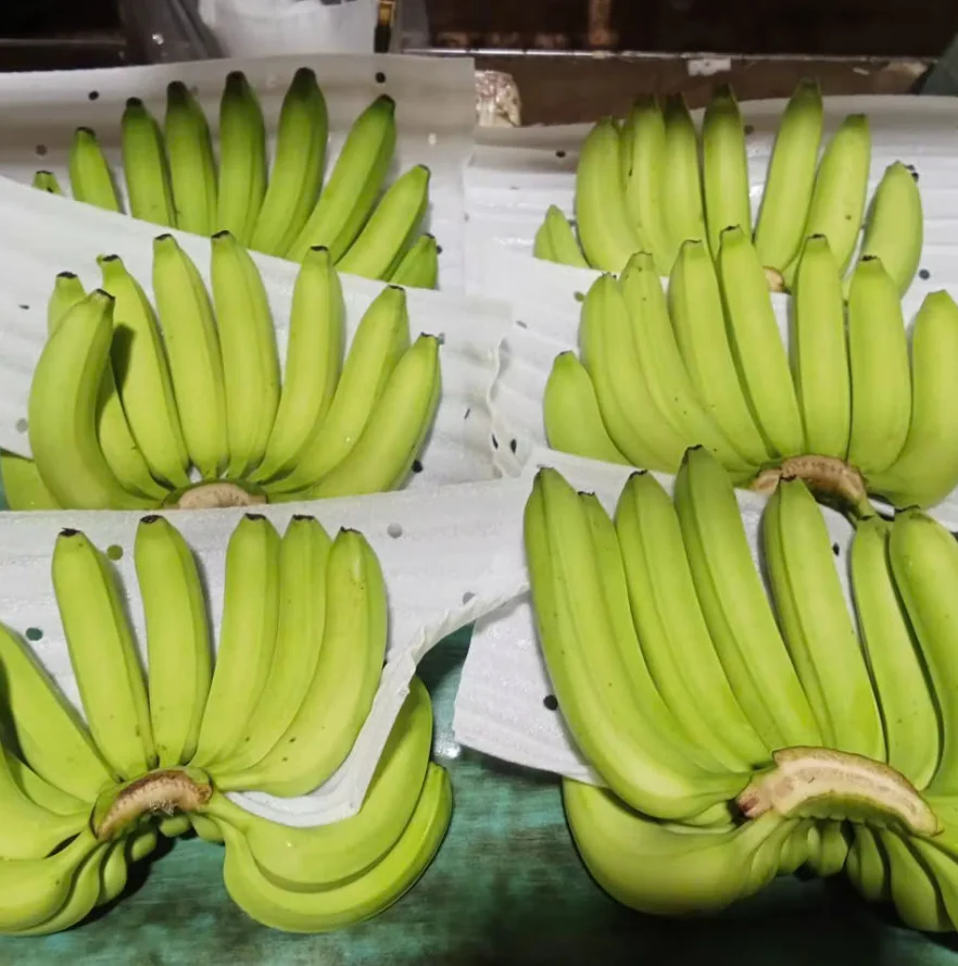 Buy Fresh Bananas Green Cavendish Banana / Tropical Plantains Fresh Green Bananas Cavendish Fresh Fruit