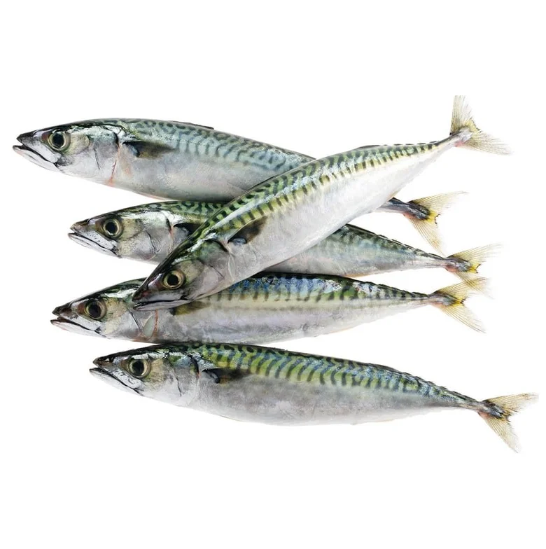 Premium Quality Frozen Mackerel Fish Fillet Norwegian Buy Online