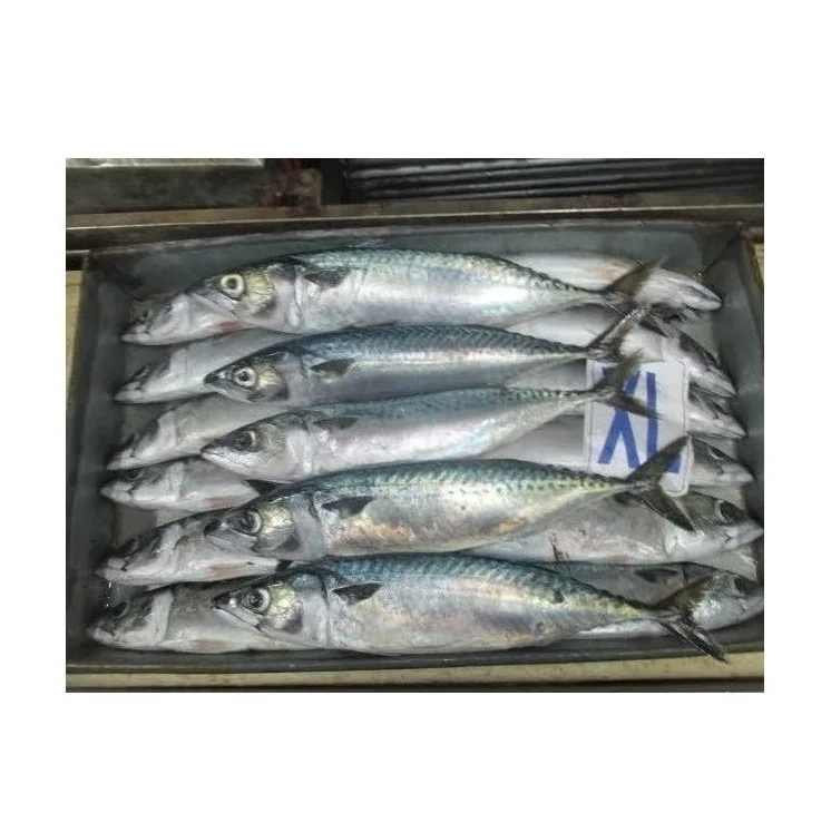 100 Frozen Atlantic Mackerel Fish For International Market Buy
