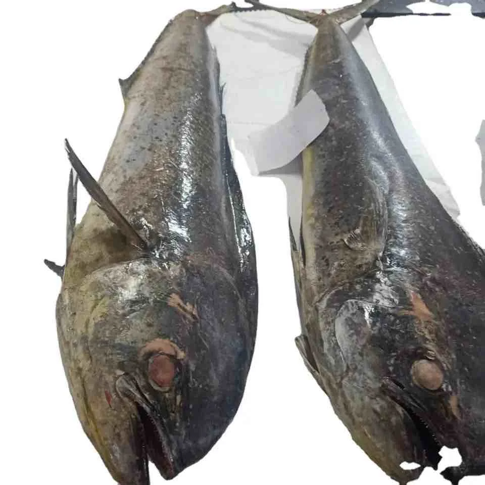 Seafood Frozen Whole Mahi Mahi Fish With Wholesale Price Best Quality