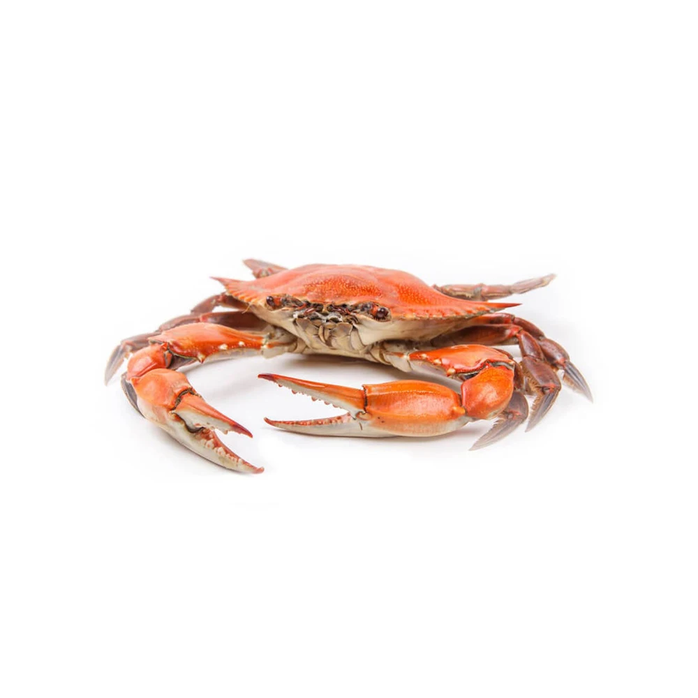 Buy King Crab Red King Crab Live And Frozen Red King Available For Sale