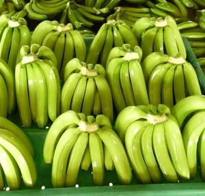 G9 Indian Grade Cavendish Fresh Banana Quality Assurance 100% Natural Green Cavandish Bananas Supplier From India