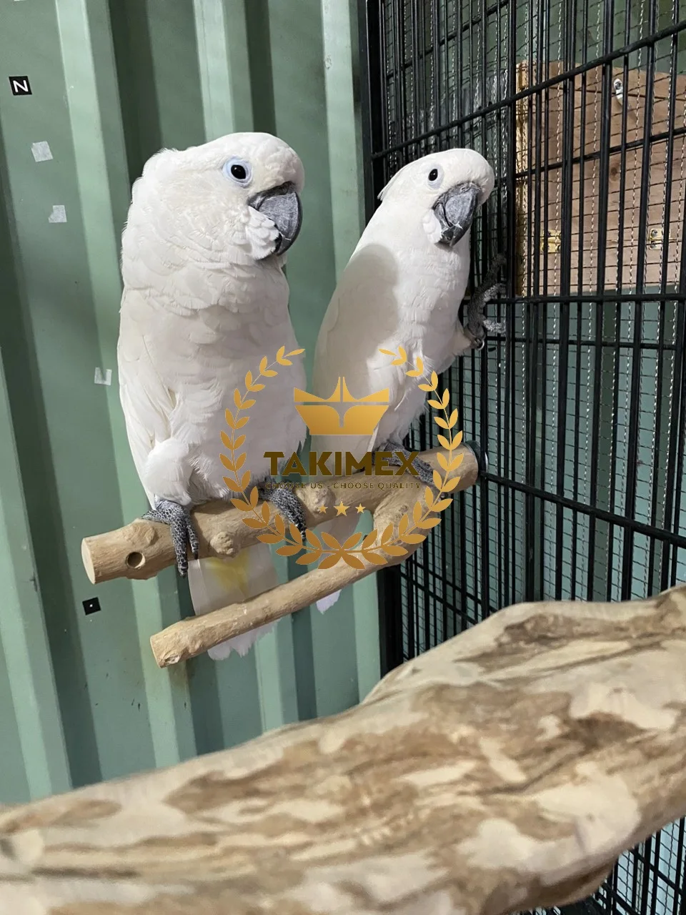 Natural Coffee Wood Perch Wood Parrots Playstand Play Stand Toys