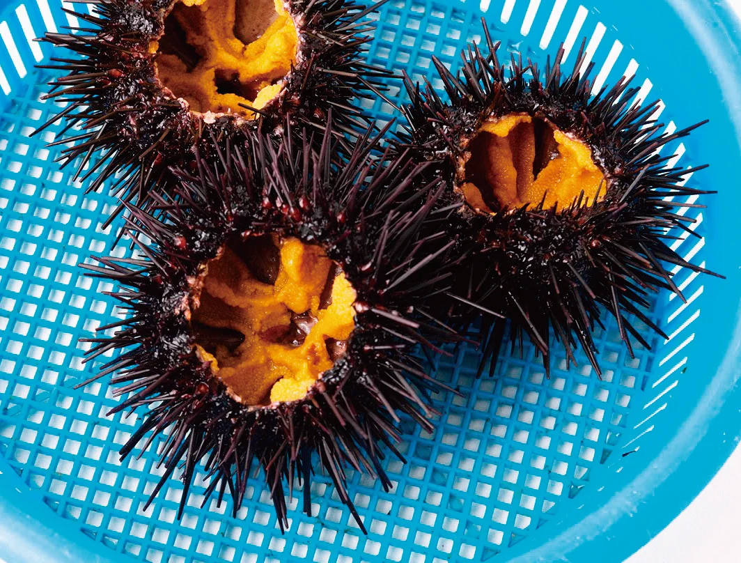 Japan Restaurant Small Sea Urchins Wholesale Supplier Fresh Seafood